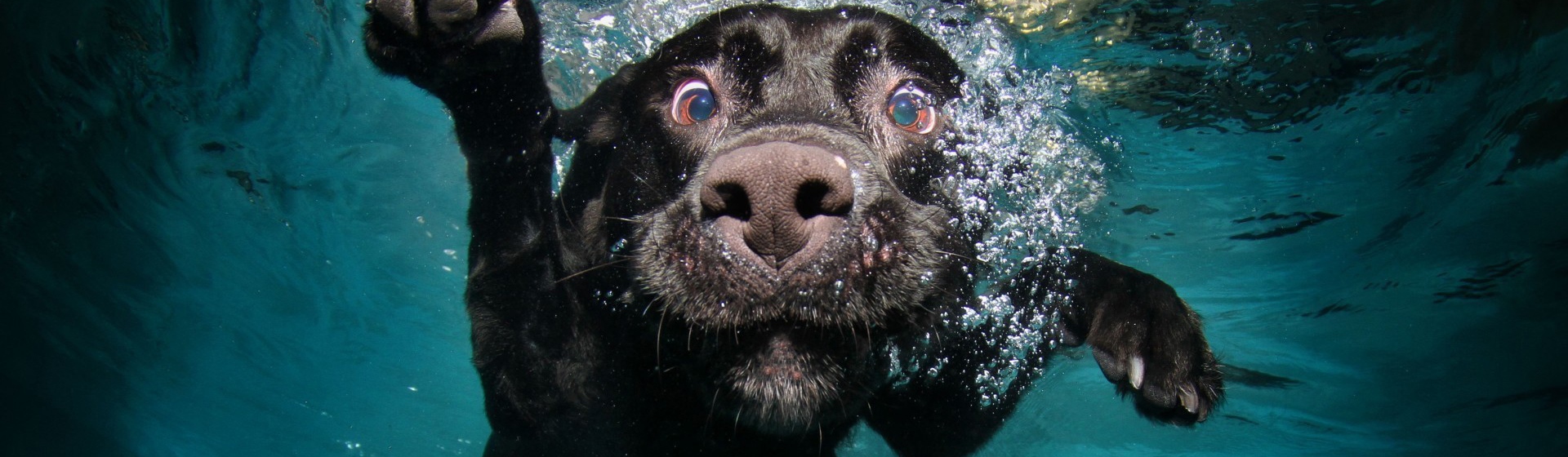 Yacht Charter with pets